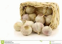 fresh garlic and ginger